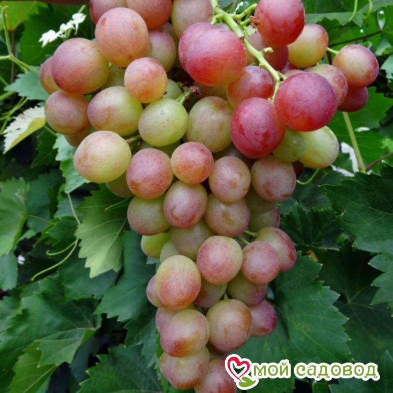 Виноград Ливия