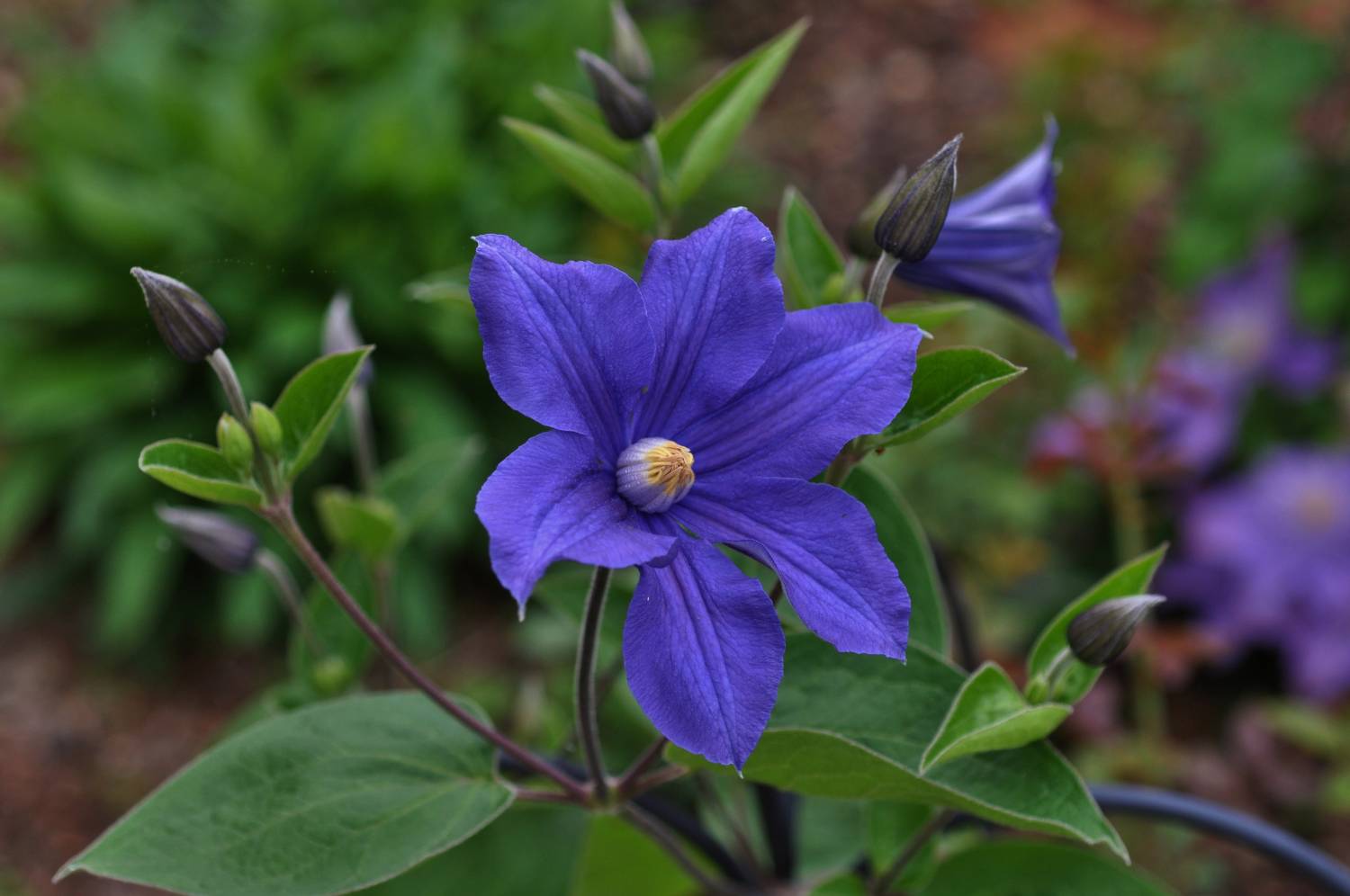 Клематис Блю Пируэт ЗКС