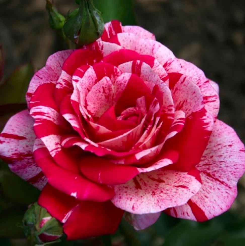 Роза чайно-гибридная Папагено