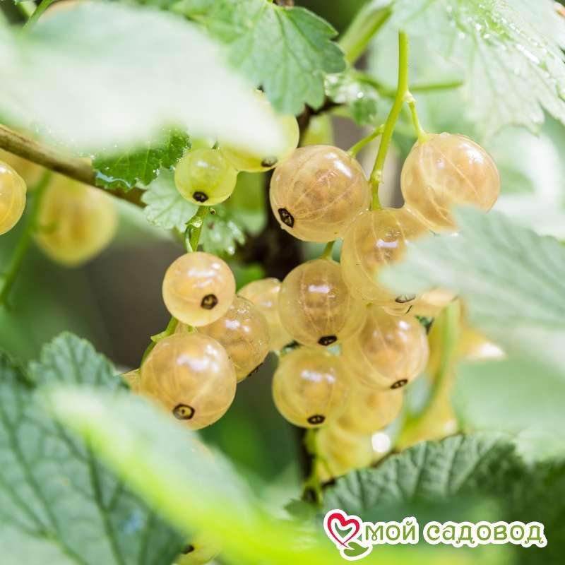 Белая смородина Белая Фея