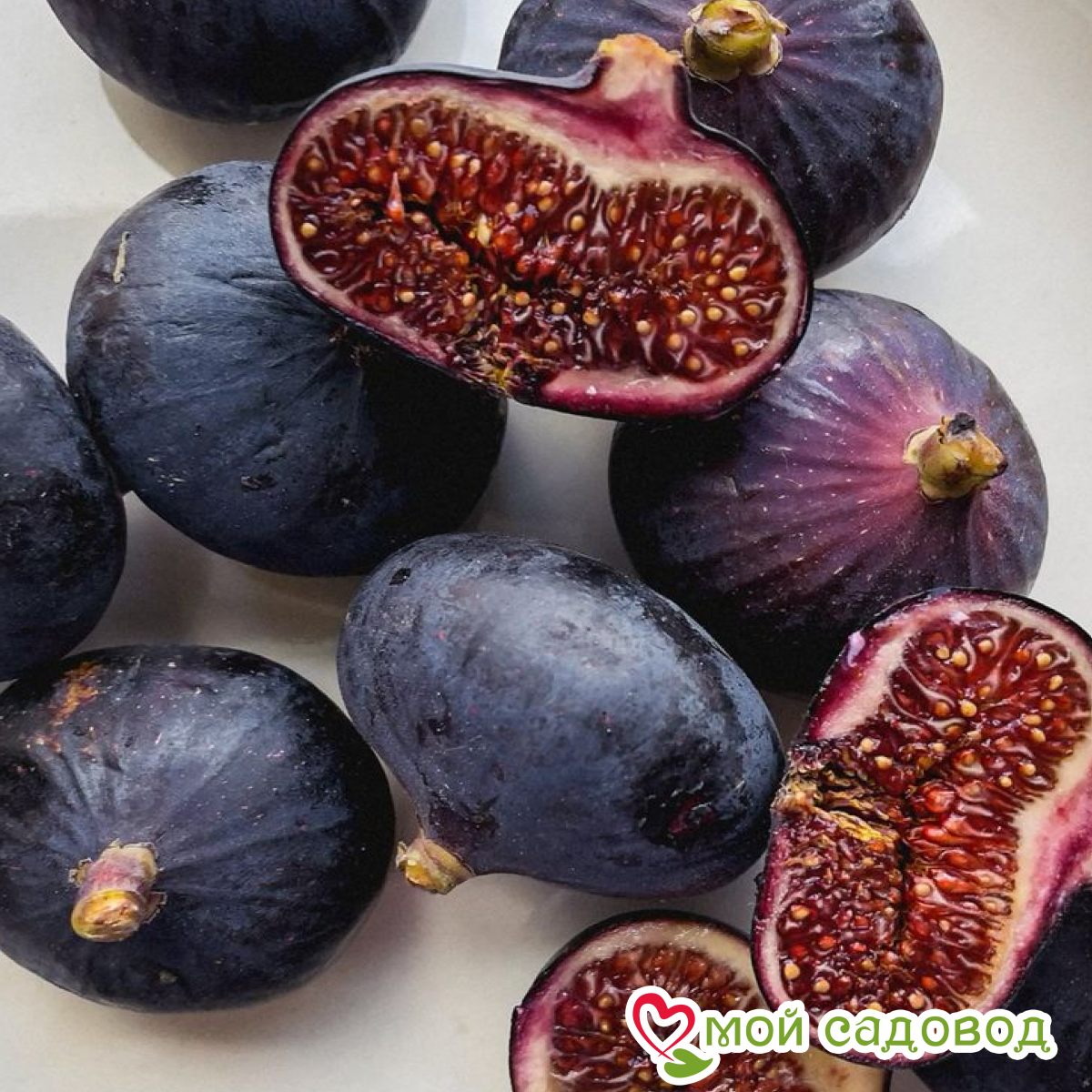 Инжир Муаринс