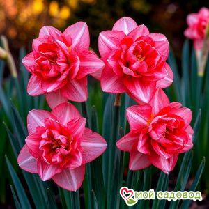 Нарцисс Кайман